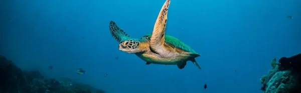 27 Inch, 4K UHD (3840 x 2160) IPS Display, Ultra-Thin Bezel, AMD FreeSync, HDMI, DisplayPort